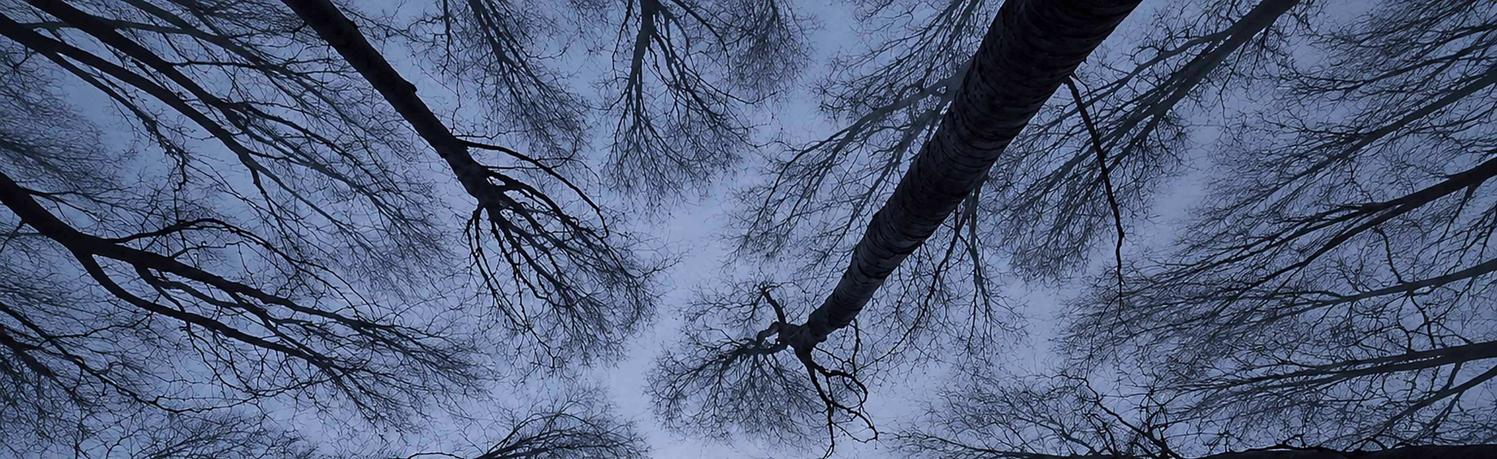 Looking up through bare winter trees into a misty sky